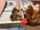 Shiba Inu Puppies for sale in Santa Paula, CA 93060, USA. price: NA