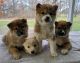 Shiba Inu Puppies for sale in Newaygo, MI 49337, USA. price: NA