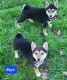 Shiba Inu Puppies for sale in Spraggs, PA 15362, USA. price: $500