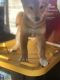 Shiba Inu Puppies for sale in Ceres, CA, USA. price: NA