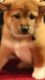 Shiba Inu Puppies for sale in Hamlin, NY, USA. price: NA