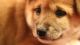 Shiba Inu Puppies for sale in Hamlin, NY, USA. price: NA