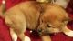 Shiba Inu Puppies for sale in Hamlin, NY, USA. price: $300