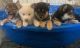 Shiba Inu Puppies for sale in Lancaster, CA, USA. price: $2,000