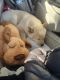 Shiba Inu Puppies for sale in Henderson, NV, USA. price: $2,950