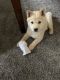 Shiba Inu Puppies for sale in St James, MO 65559, USA. price: NA
