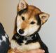 Shiba Inu Puppies for sale in New Britain, CT, USA. price: $650