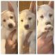 Shiba Inu Puppies for sale in Bergenfield, NJ 07621, USA. price: $800