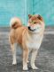 Shiba Inu Puppies for sale in Clarksburg, WV, USA. price: $800