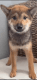 Shiba Inu Puppies for sale in Eastvale, CA, USA. price: $1,300