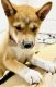Shiba Inu Puppies for sale in Plano, TX, USA. price: NA