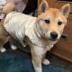 Shiba Inu Puppies for sale in Munster, IN, USA. price: $1,000