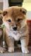 Shiba Inu Puppies for sale in Las Vegas, NV, USA. price: $1,000
