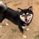Shiba Inu Puppies for sale in Eastvale, CA, USA. price: $2,800