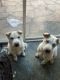 Shiba Inu Puppies for sale in Granada Hills, Los Angeles, CA, USA. price: $500