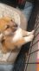 Shiba Inu Puppies for sale in Phoenix, AZ 85085, USA. price: $2,500