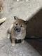 Shiba Inu Puppies for sale in Meridian, ID, USA. price: $500