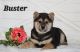 Shiba Inu Puppies for sale in Platteville, WI 53818, USA. price: $650
