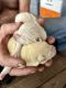 Shiba Inu Puppies for sale in Archer, FL 32618, USA. price: $1,600
