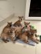 Shiba Inu Puppies for sale in Temple City, CA, USA. price: NA