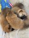 Shiba Inu Puppies for sale in Oakland, CA, USA. price: NA