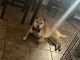 Shiba Inu Puppies for sale in 1101 Forestwood Ct, Smyrna, TN 37167, USA. price: NA