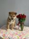 Shiba Inu Puppies for sale in Bryant, WI 54418, USA. price: $500