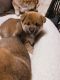 Shiba Inu Puppies for sale in 455 Niagara Ln N, Plymouth, MN 55447, USA. price: $2,000