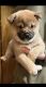 Shiba Inu Puppies for sale in Weeping Water, NE 68463, USA. price: $1,100