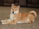 Shiba Inu Puppies for sale in Platteville, WI 53818, USA. price: $600