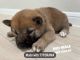 Shiba Inu Puppies for sale in Houston, TX, USA. price: $1,500