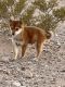 Shiba Inu Puppies for sale in North Las Vegas, NV, USA. price: $900