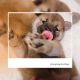 Shiba Inu Puppies for sale in 455 Niagara Ln N, Plymouth, MN 55447, USA. price: $1,500