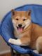 Shiba Inu Puppies for sale in 9776 TX-171, Itasca, TX 76055, USA. price: $2,100