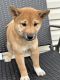 Shiba Inu Puppies for sale in Queens, NY, USA. price: NA