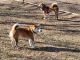 Shiba Inu Puppies for sale in Queen Creek, AZ, USA. price: $15,000