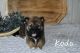 Shiba Inu Puppies for sale in Rochester, IN 46975, USA. price: $1,700