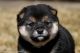 Shiba Inu Puppies for sale in Boise, ID, USA. price: $3,000