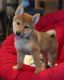 Shiba Inu Puppies for sale in Phoenix, AZ, USA. price: $900