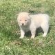 Shiba Inu Puppies for sale in St James, MO 65559, USA. price: NA
