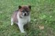 Shiba Inu Puppies for sale in Los Angeles, CA 90022, USA. price: $800