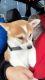 Shiba Inu Puppies for sale in 60 Atkins Ave, Brooklyn, NY 11208, USA. price: $700