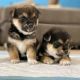 Shiba Inu Puppies for sale in California City, CA, USA. price: $850