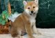 Shiba Inu Puppies for sale in Miami, FL, USA. price: $700