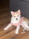 Shiba Inu Puppies for sale in 60 Atkins Ave, Brooklyn, NY 11208, USA. price: $500