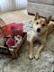 Shiba Inu Puppies for sale in Frederick, MD, USA. price: $550