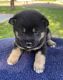 Shiba Inu Puppies for sale in Princeton, MO 64673, USA. price: NA