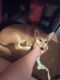 Shiba Inu Puppies for sale in NEW PRT RCHY, FL 34653, USA. price: NA
