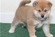 Shiba Inu Puppies for sale in Cornelia St, New York, NY 10014, USA. price: $480