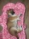 Shiba Inu Puppies for sale in Miami, FL 33132, USA. price: $1,500